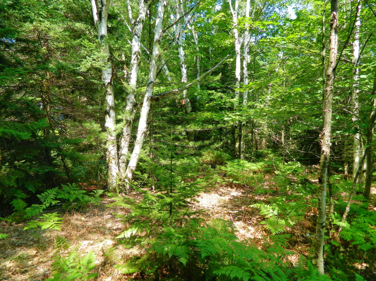 Birch forests of Beaver Island, Michigan - Max's Greener Place